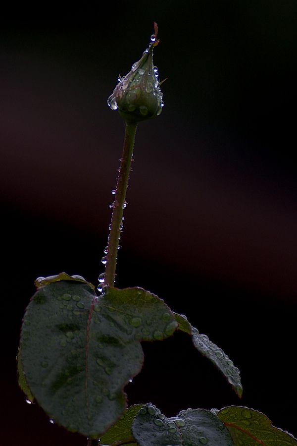 Rose2 (2)
