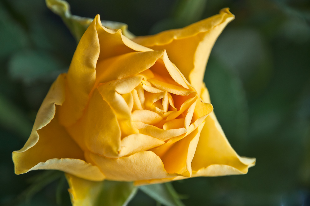 rose3