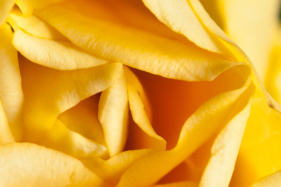 rose4