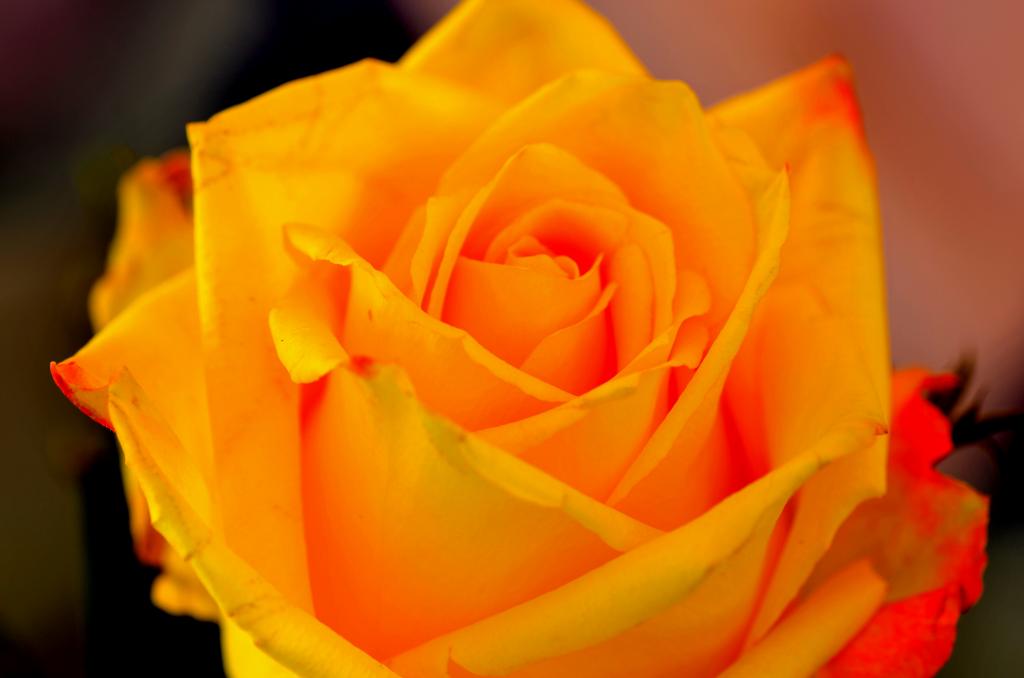 rose4