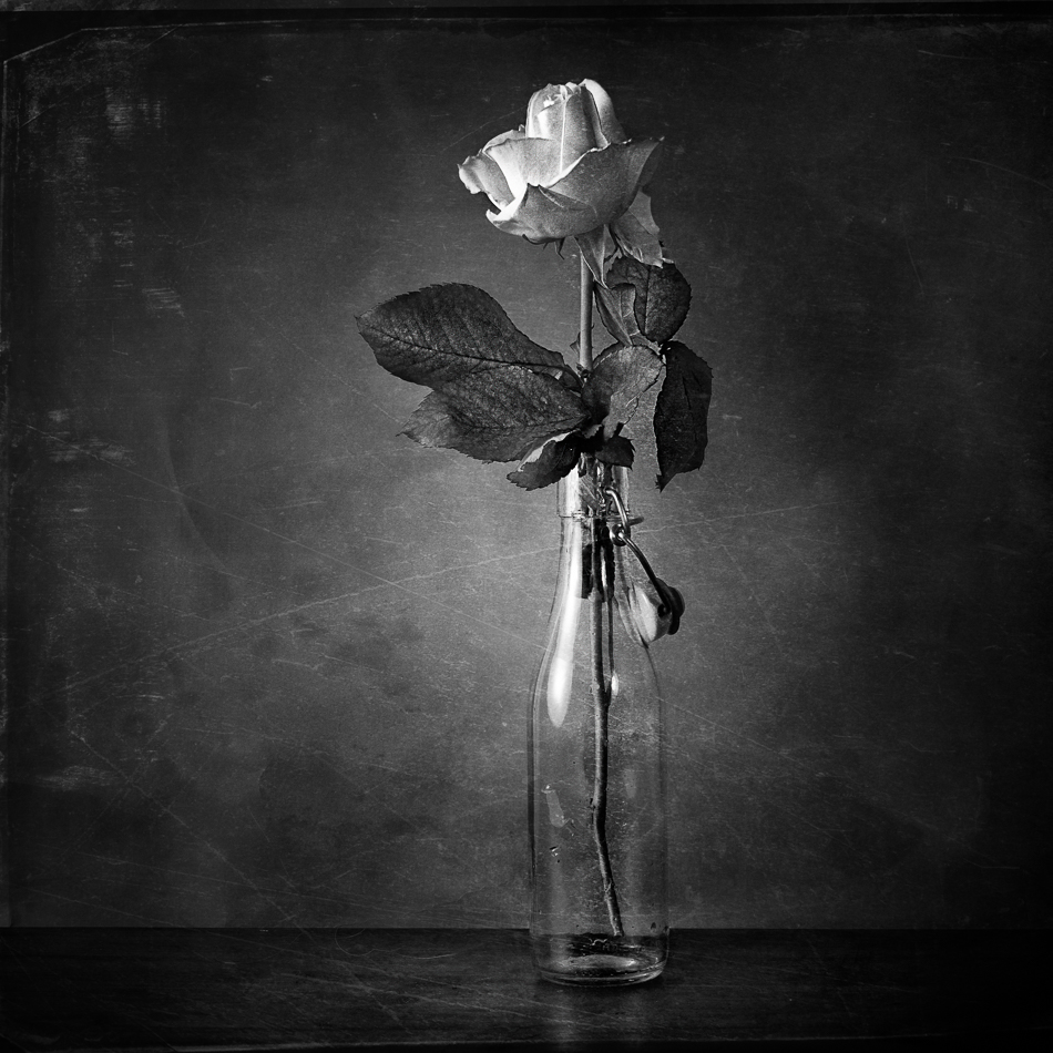 Rose_S-W-1-2.jpg