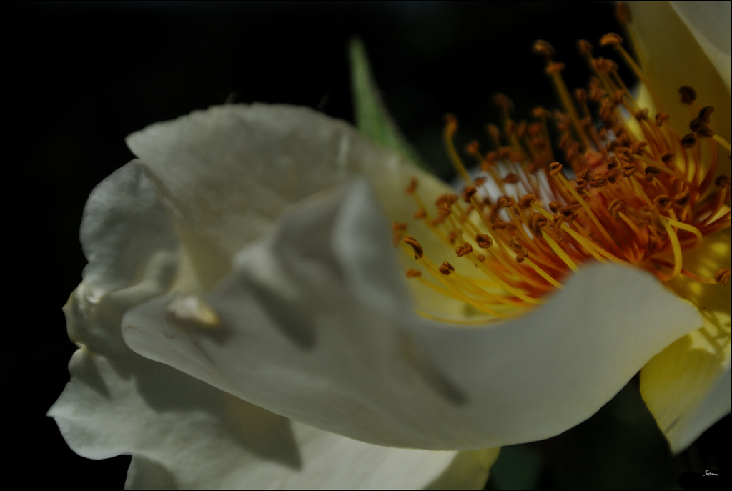 RoseDSC 1863