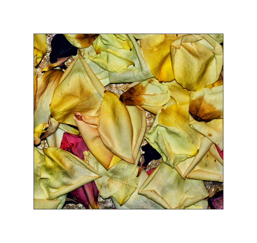 RoseDSC 6593
