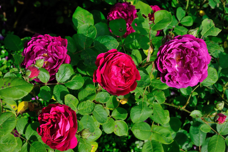 Rosen