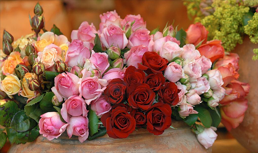 rosen