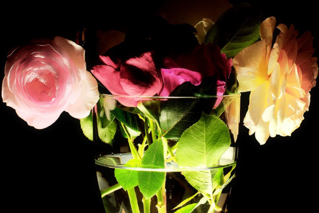 Rosen