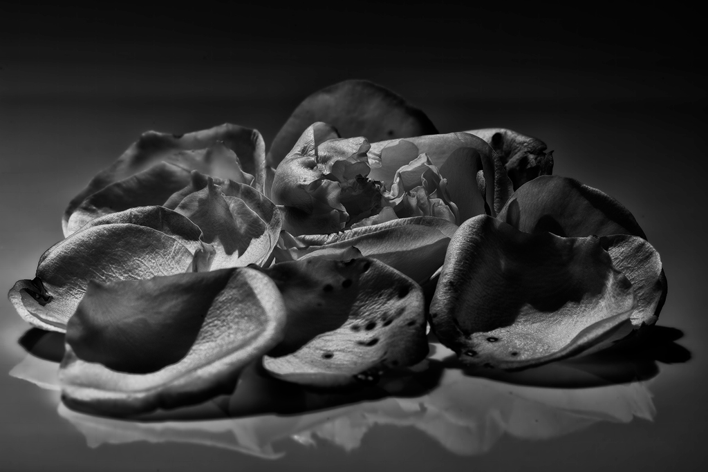 Rosenblätter