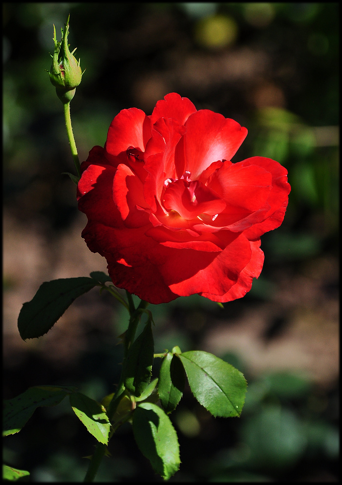 Rosengruß