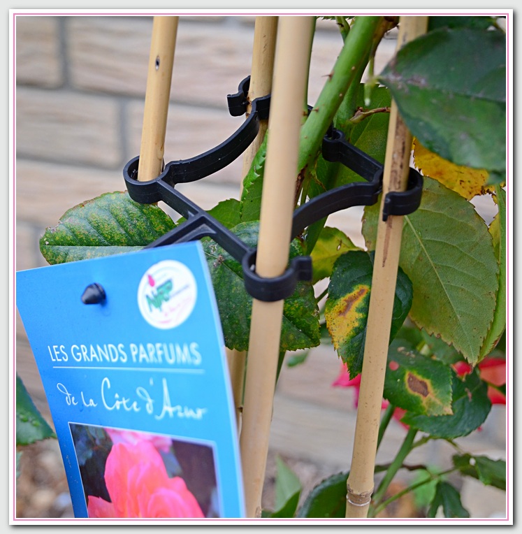 Rosenhalter NF