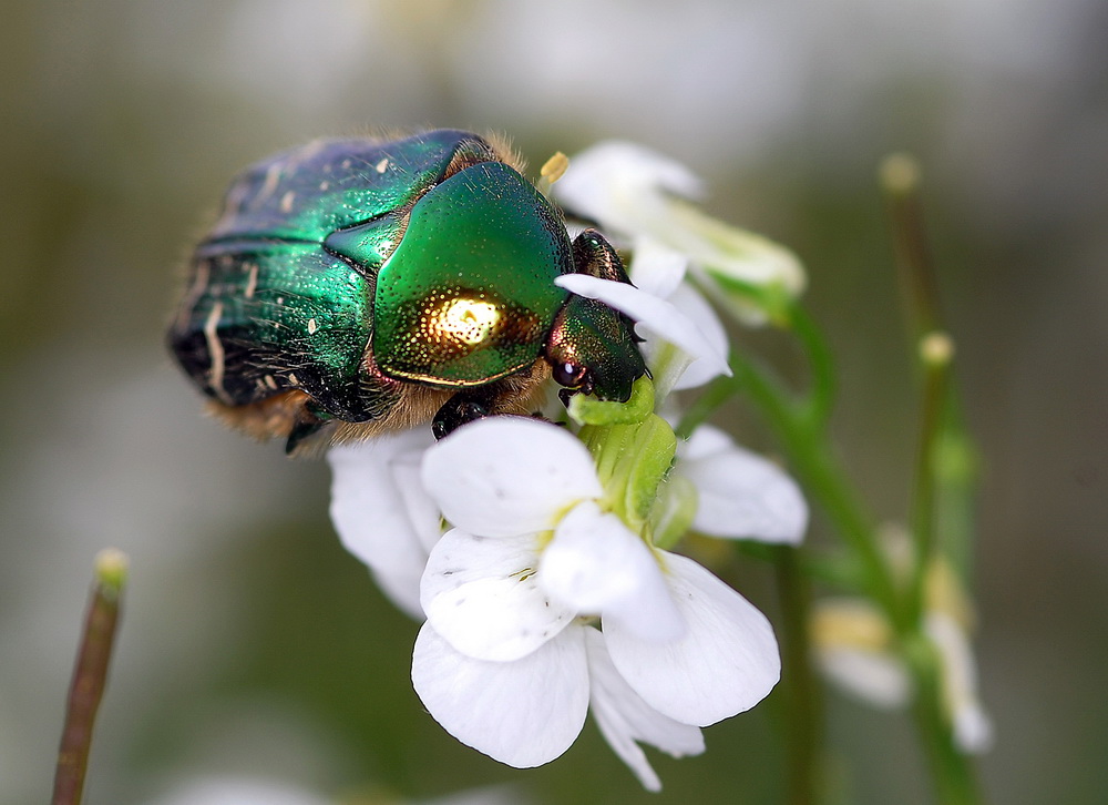 Rosenkäfer_1000px