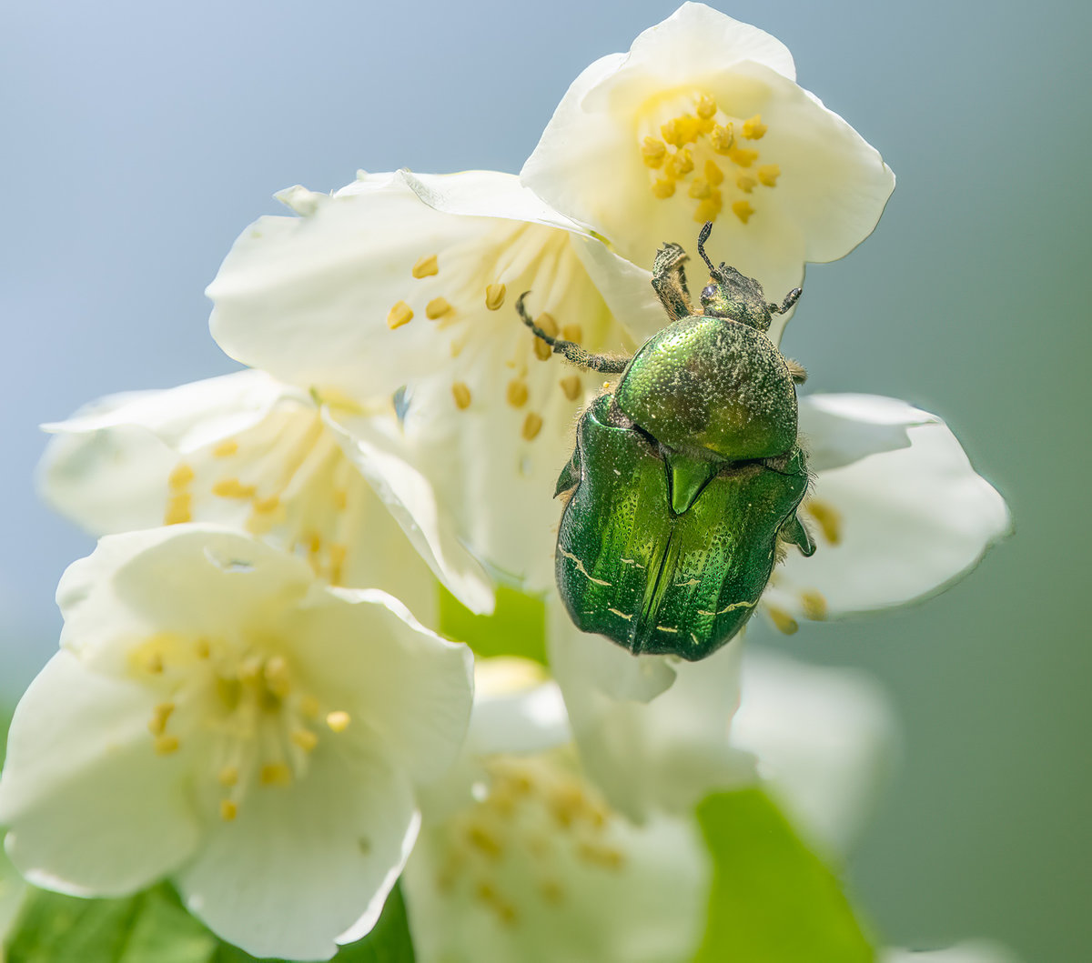 RosenkäferImJasmin-.jpg