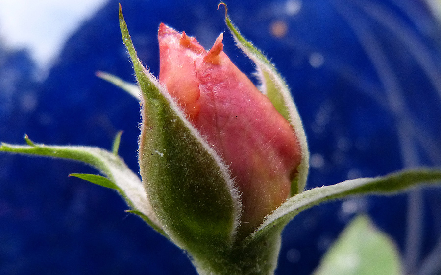Rosenknospe