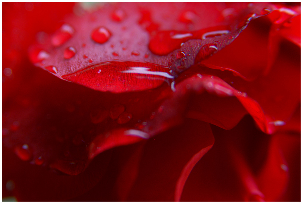 rosenrot