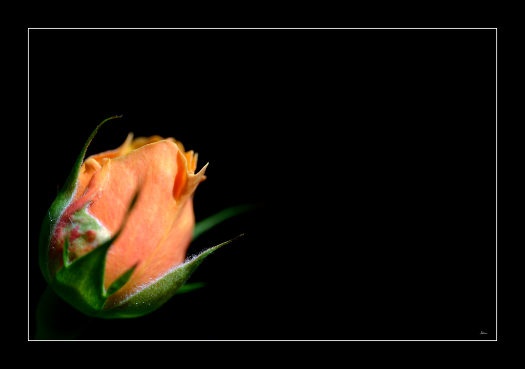 RosePZ1 1145
