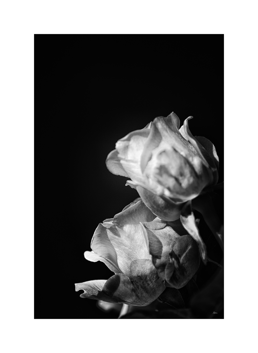 RosePZ1 8766 00005