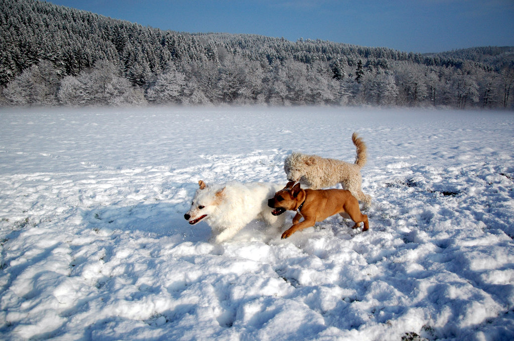 Rosis Amüsierwiese im Schnee