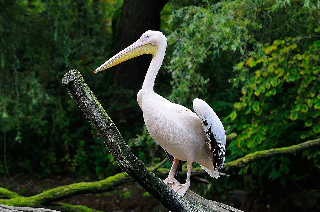 RostZoo2013MOL 4148 14956