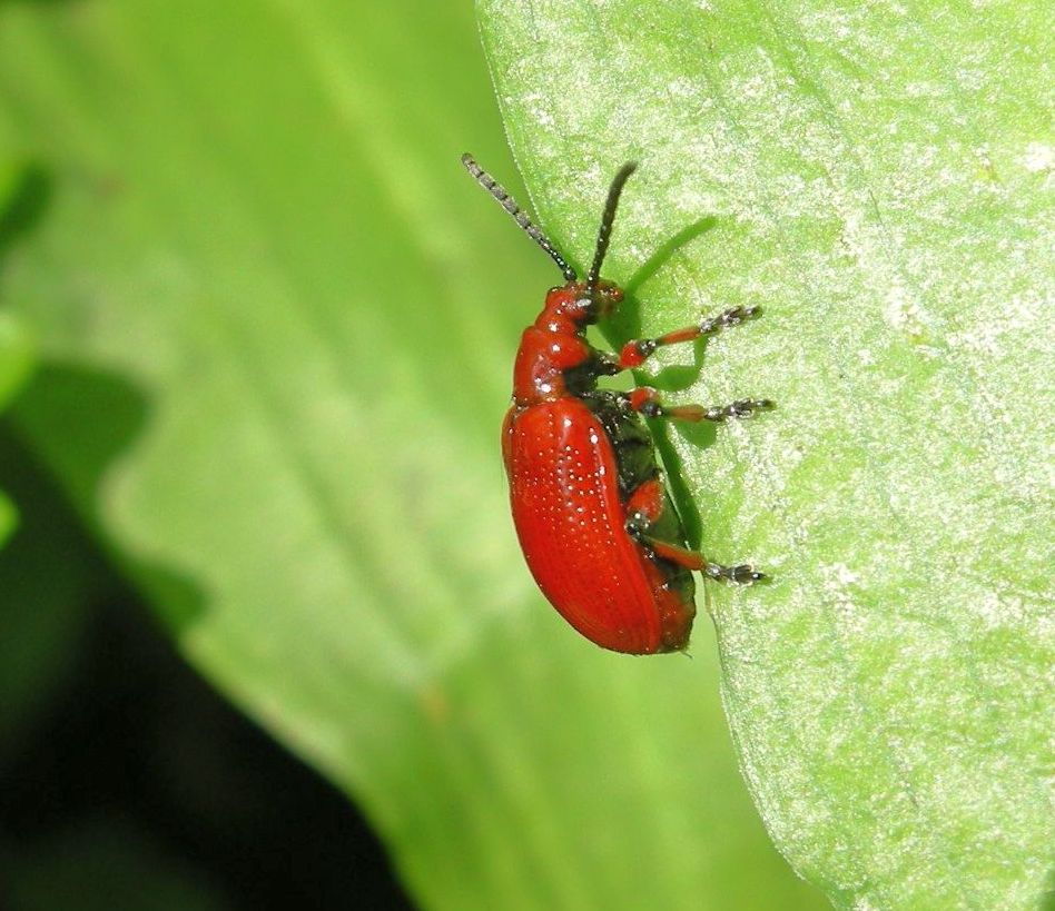 ROT (2)