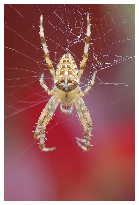 (ROT)-Spinne
