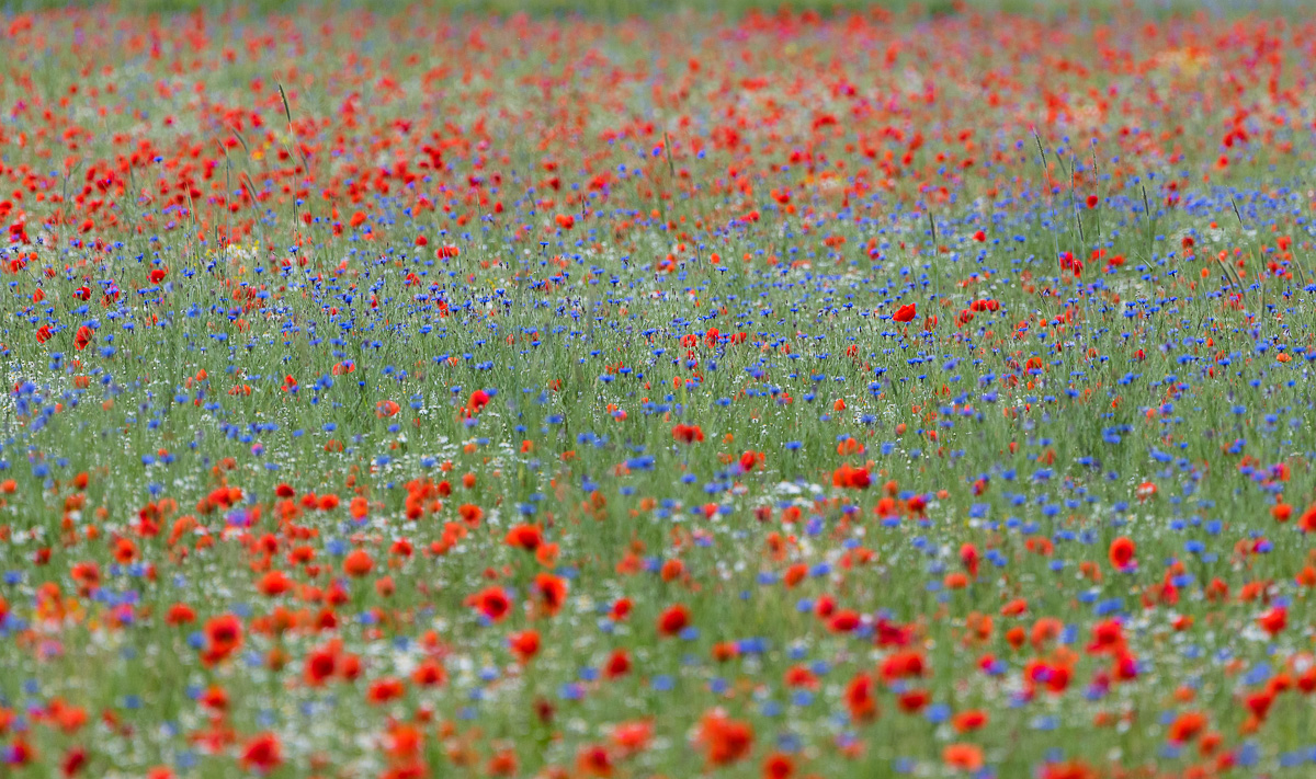 rot weiß blau 0642