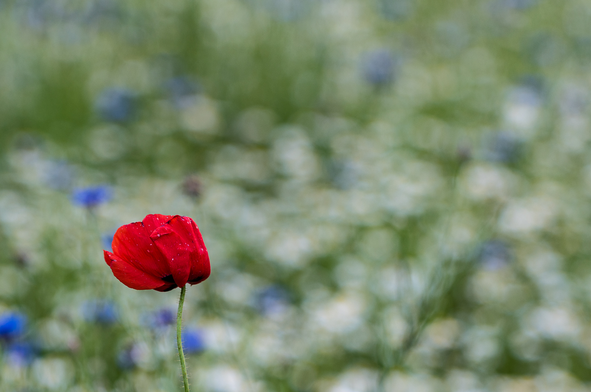 rot weiß blau 0683