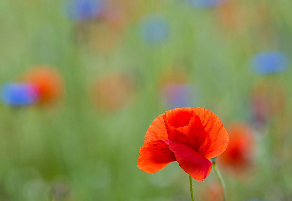 rot weiß blau 0689
