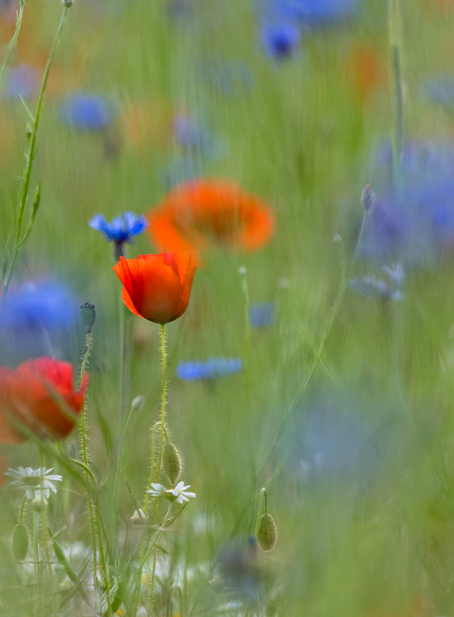 rot weiß blau 0698