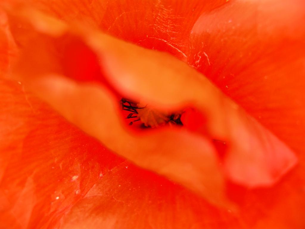 ROT