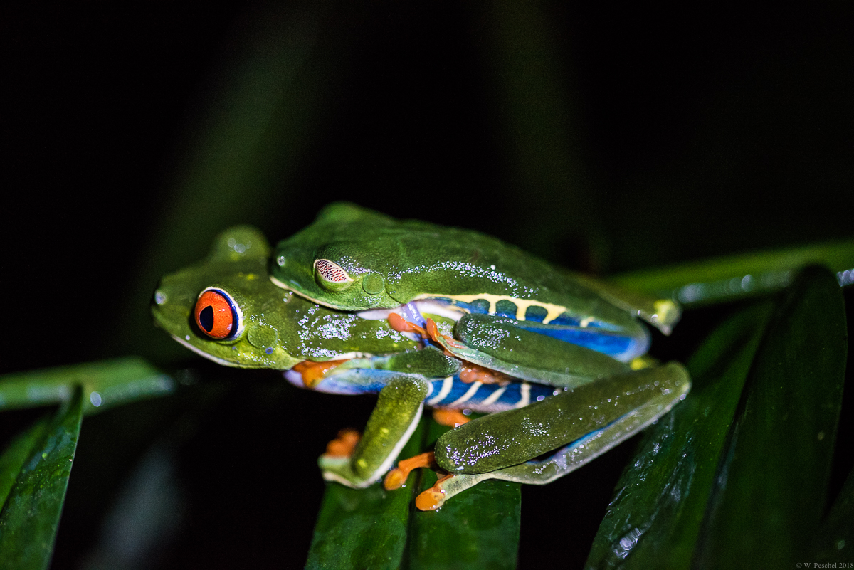 Rotaugenfrosch-Paar, Costa Rica