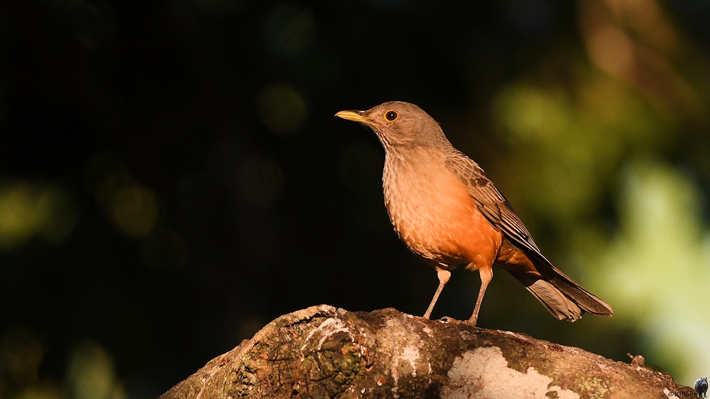 Rotbauchdrossel (rufous-bellied thrush)

s811 PantanalHotel RufousBelliedThrush 3378