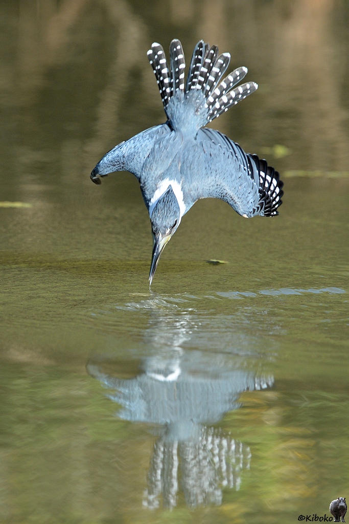 Rotbauchfischer (ringed kingfisher) im Sturzflug.

s824 PantanalHotel RingedKingfisher 9721 h