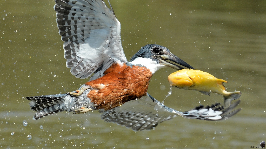 Rotbrustfischer (Ringed Kingfisher)

s835 PantanalHotel RingedKingfisher 9945a