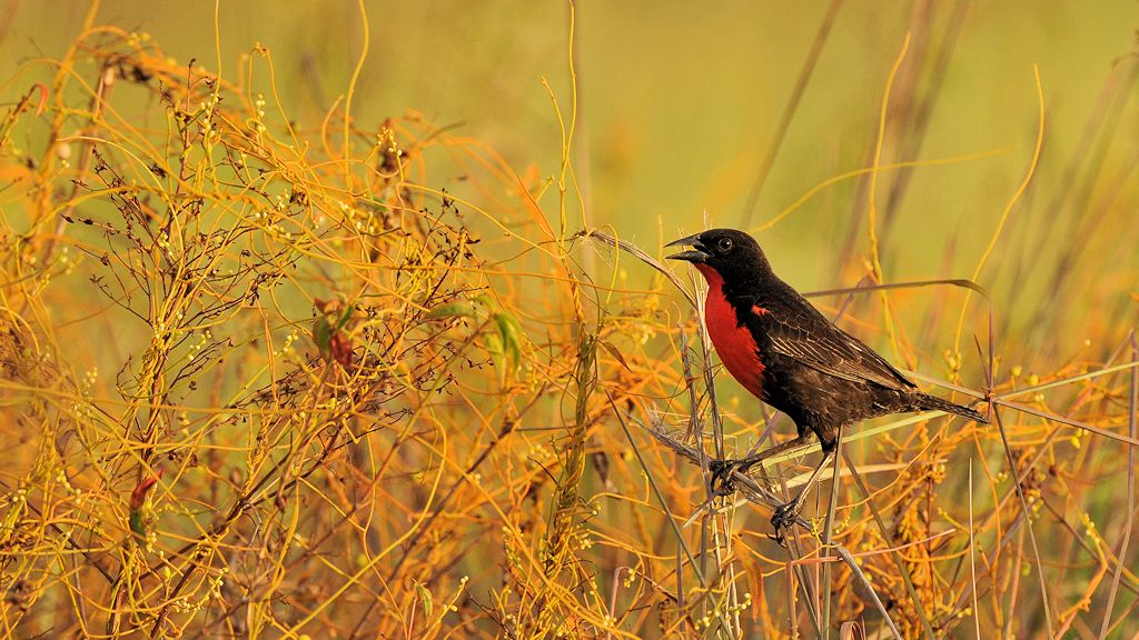 Rotbruststärling (Red Brested Blackbird)
Rockview Lodge, Annai
4225