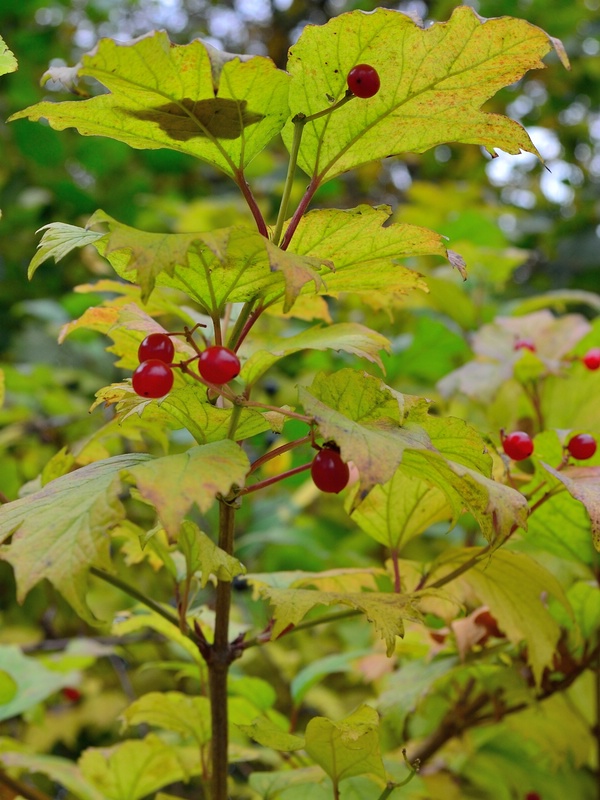rote Beeren