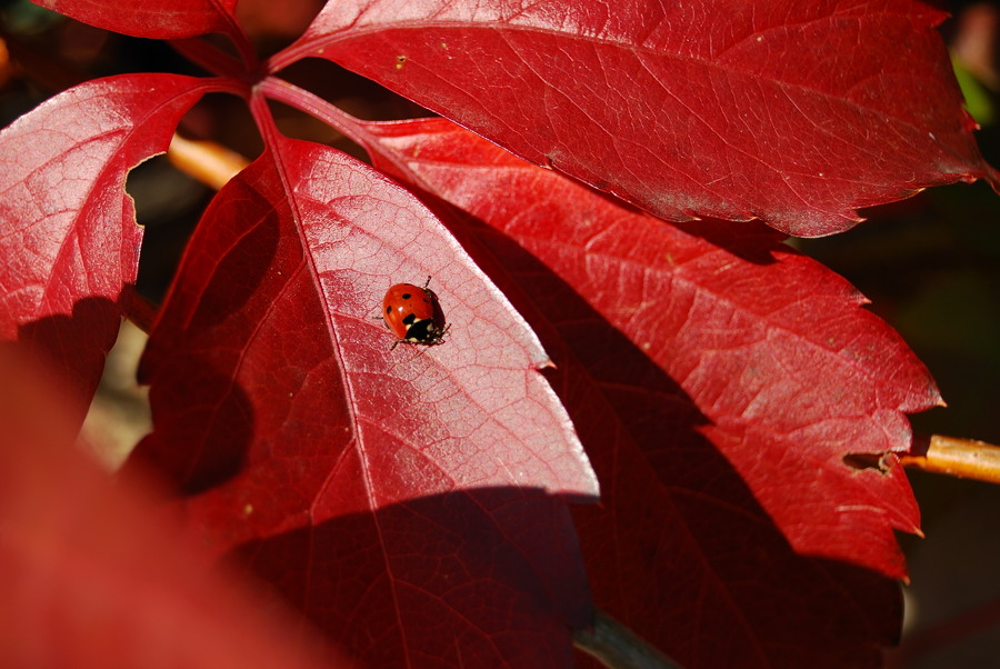 Rote Blätter Marienkäfer
