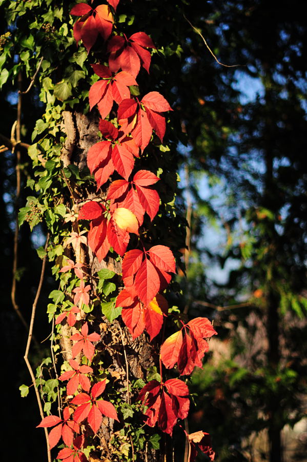 rote blätter