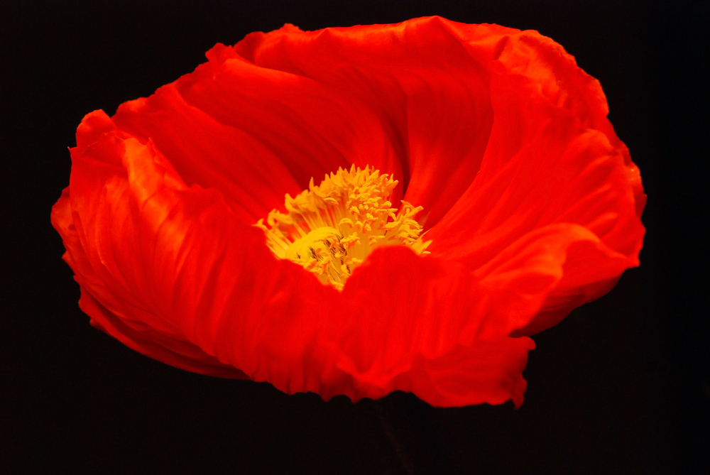 Rote Blume