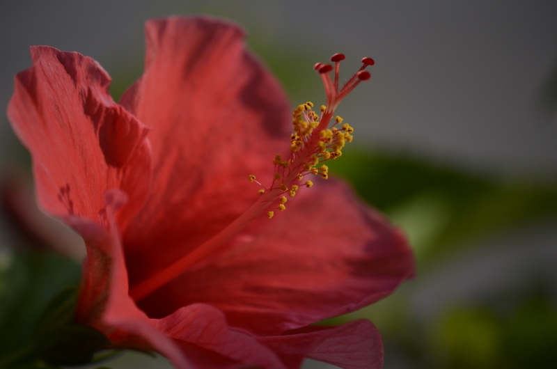 rote Blume