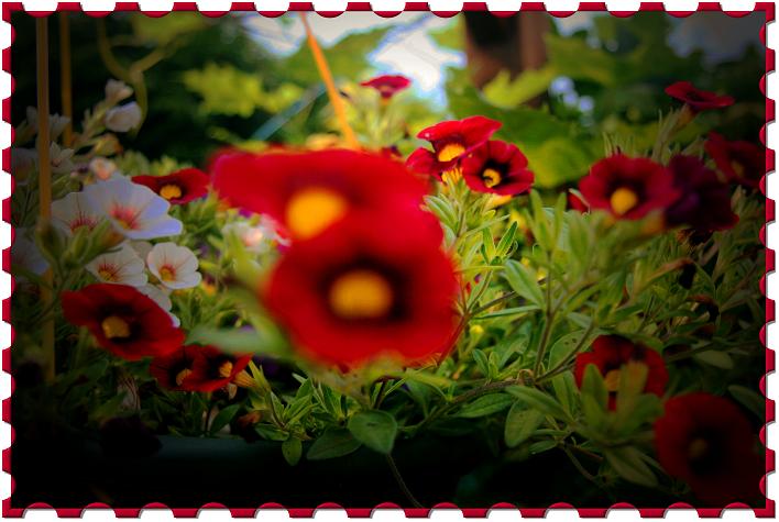 rote Blumenneu