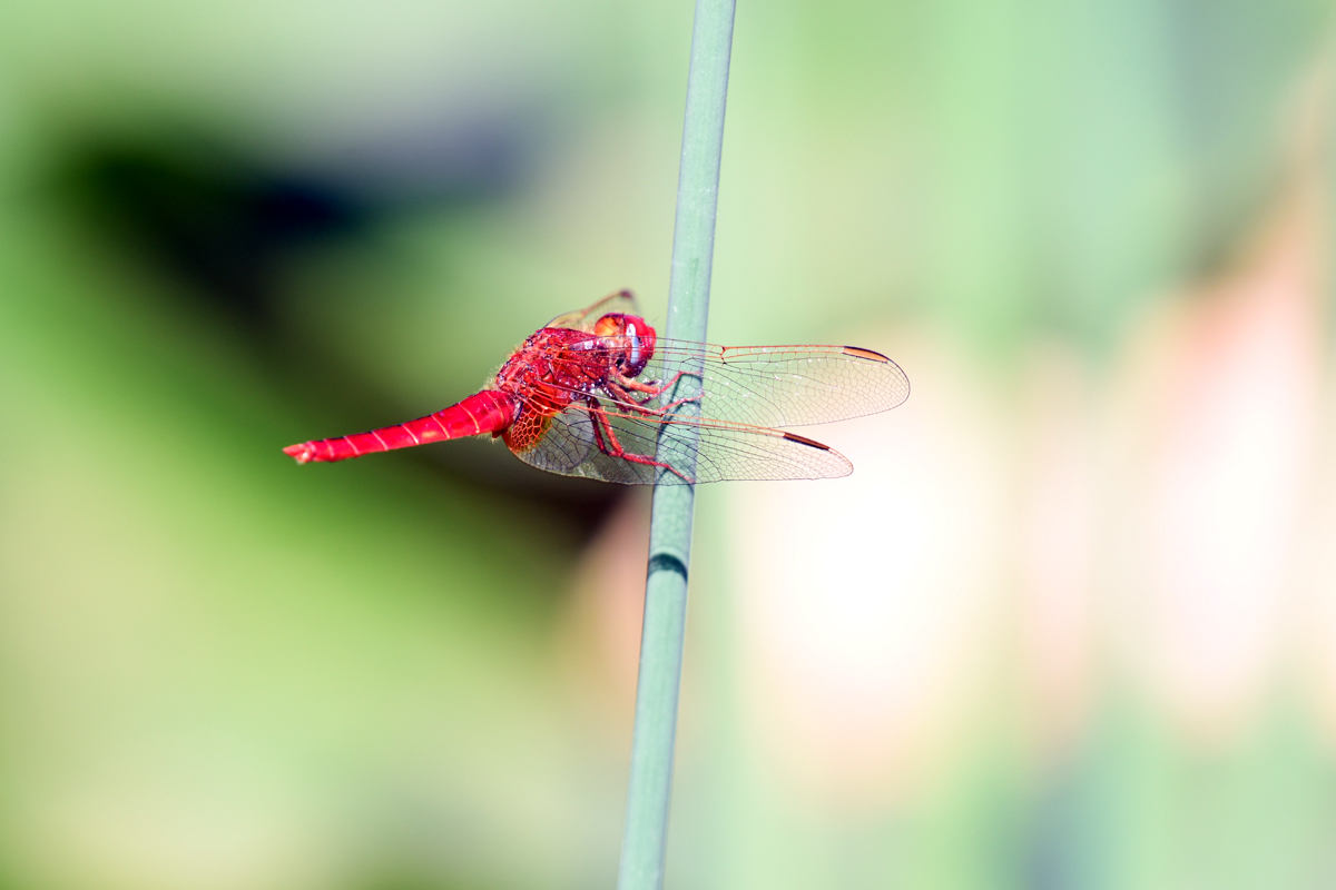 rote libelle.1.jpg