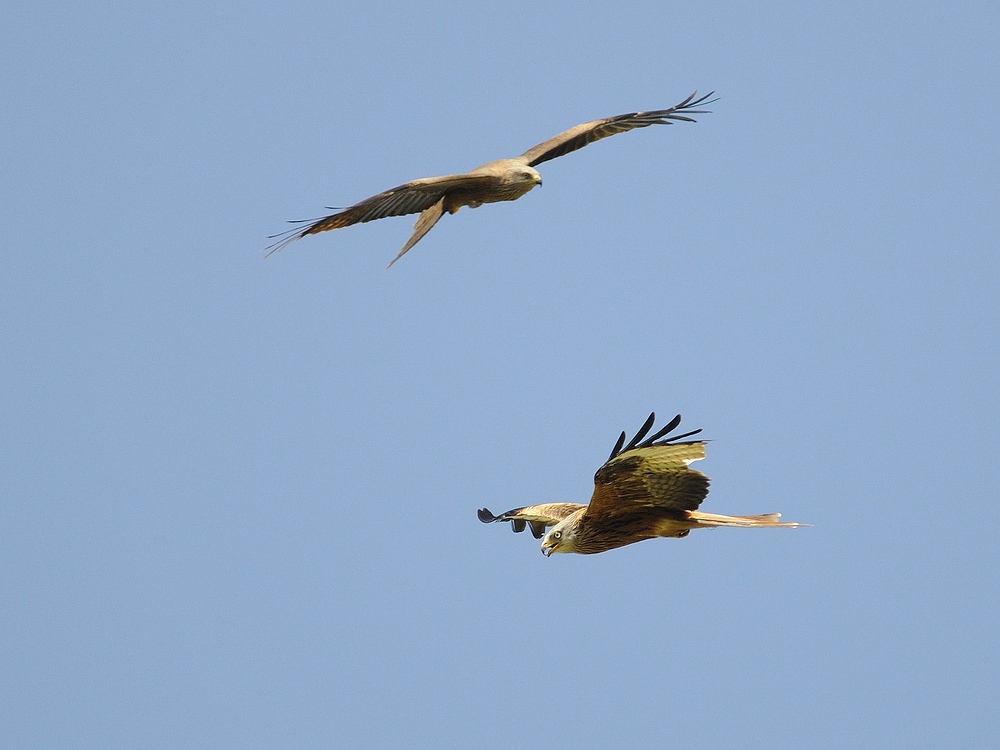 Rote Milane (Milvus milvus)