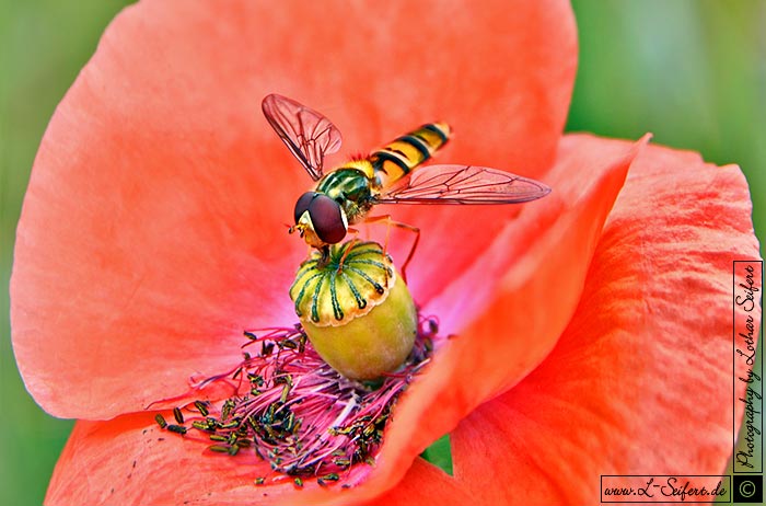 Rote Mohnblüte mit einer Schwebfliege