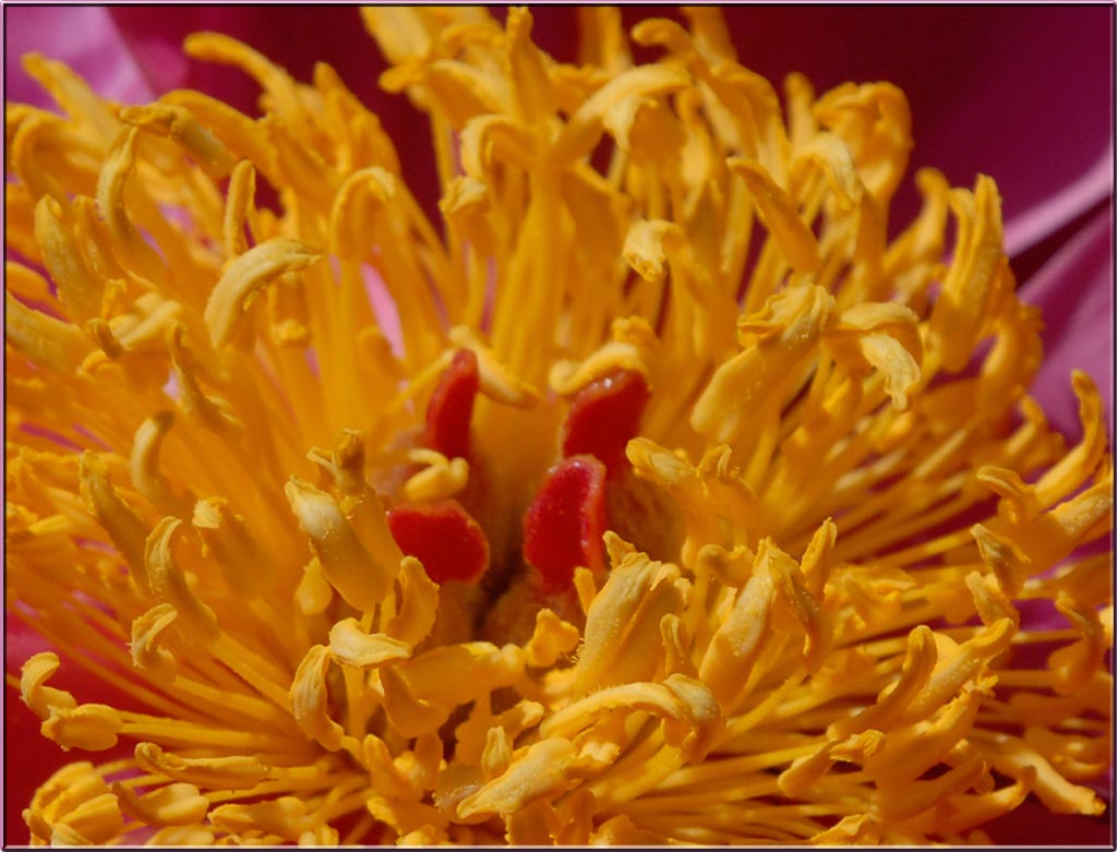 Rote Pfingstrose (Ausschnitt)