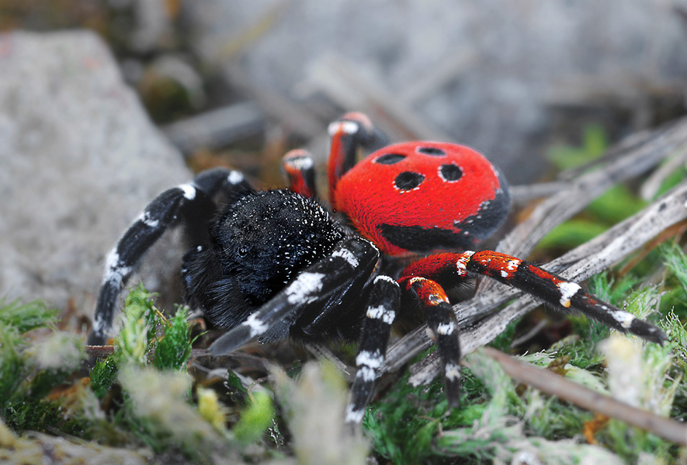Rote Röhrenspinne (Eresus cinnaberinus)
Seltene und in Deutschland geschützte Spinnenart