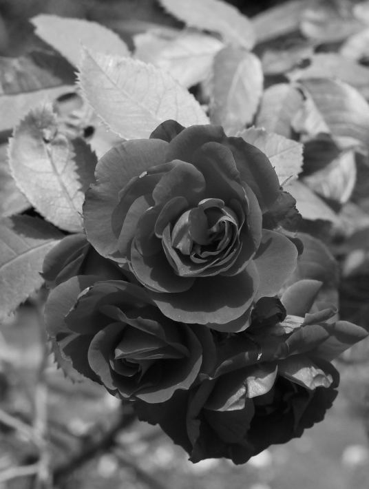 Rote Rose SW