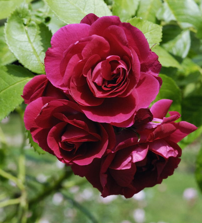 Rote Rose