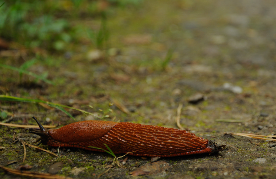 Rote Schnecke 2