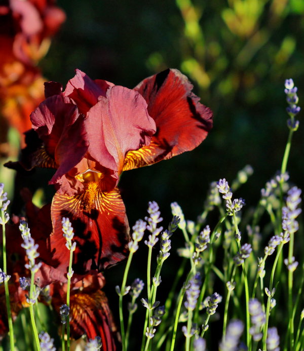Rote Schwertlilie mit Lavendel