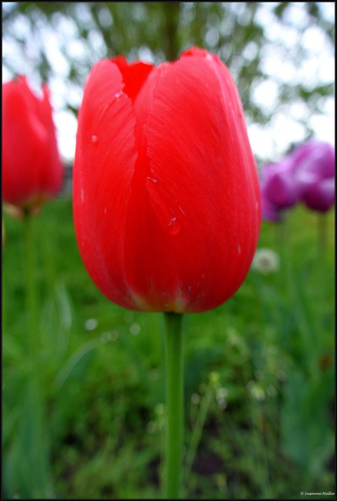 rote Tulpe