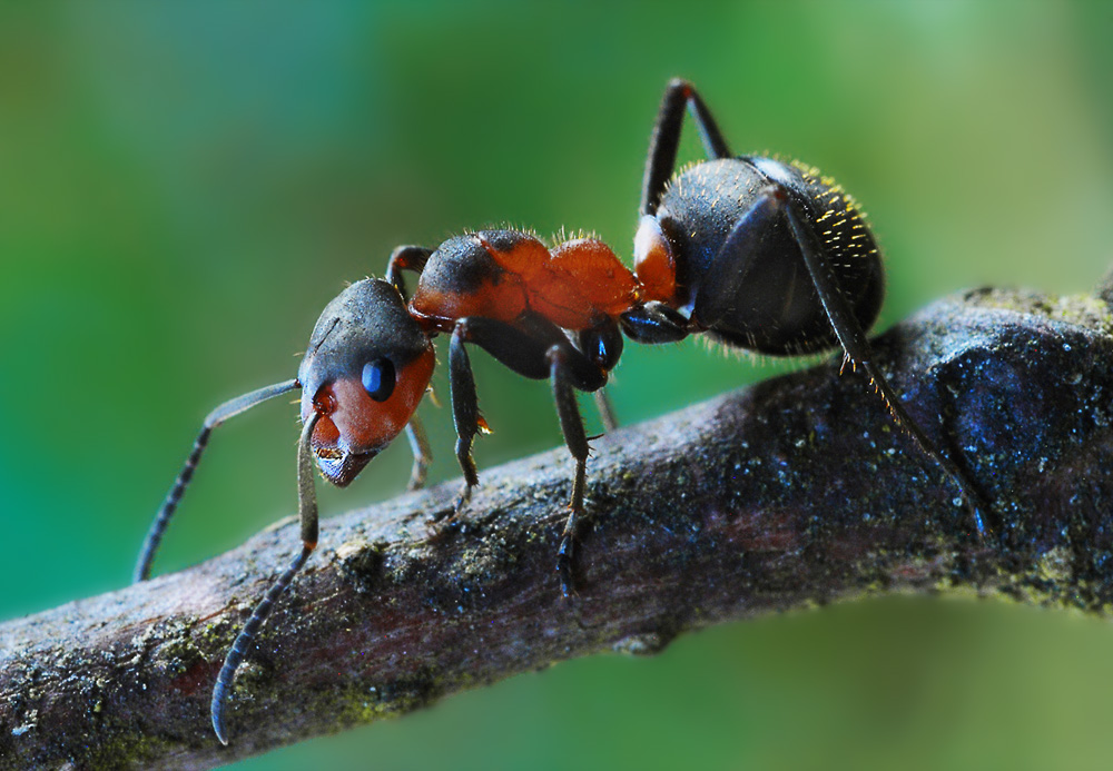 Rote Waldameise (Formica rufa)